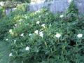 Datura inoxia